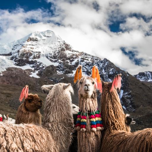 Cusco