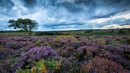 Hoteles en New Forest