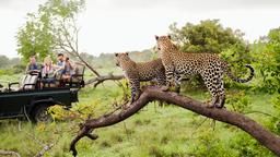 Encuentra vuelos baratos a Sudáfrica