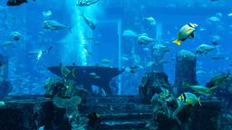Hoteles en Dubái cerca de Dubai Aquarium & Underwater Zoo