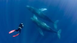Encuentra vuelos baratos desde República Dominicana a Baja California Sur