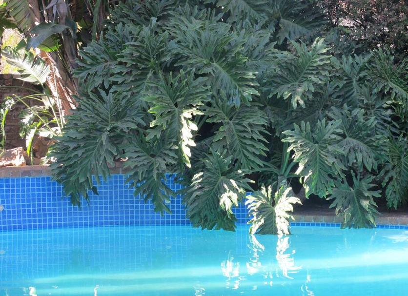 Alberca Foto