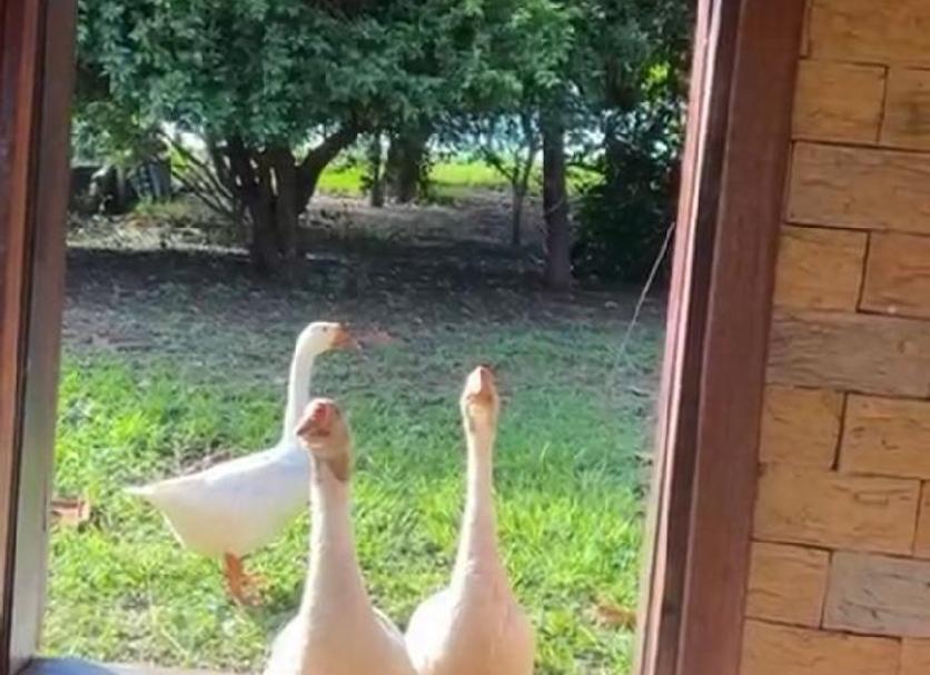 Otro Foto