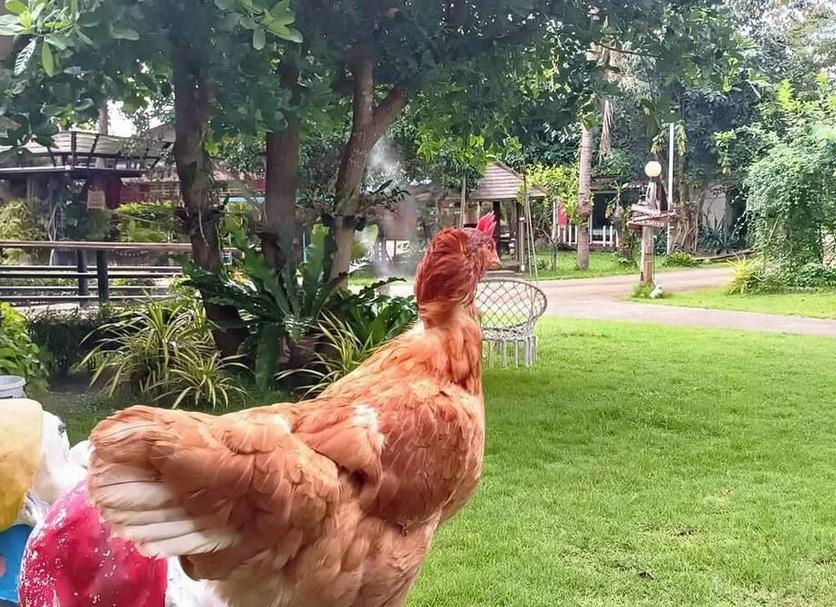Otro Foto